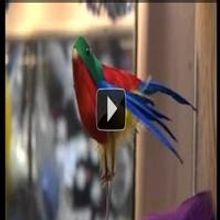 STAGE TUBE: Backstage Tour at West End PRISCILLA's Wardrobe Department